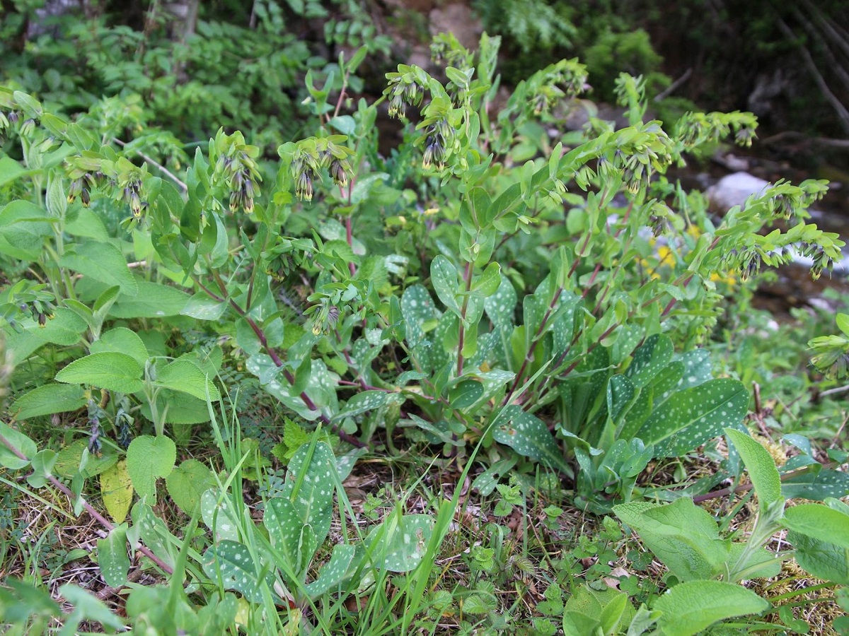 Cerinthe glabra subsp. glabra (Boraginaceae)
